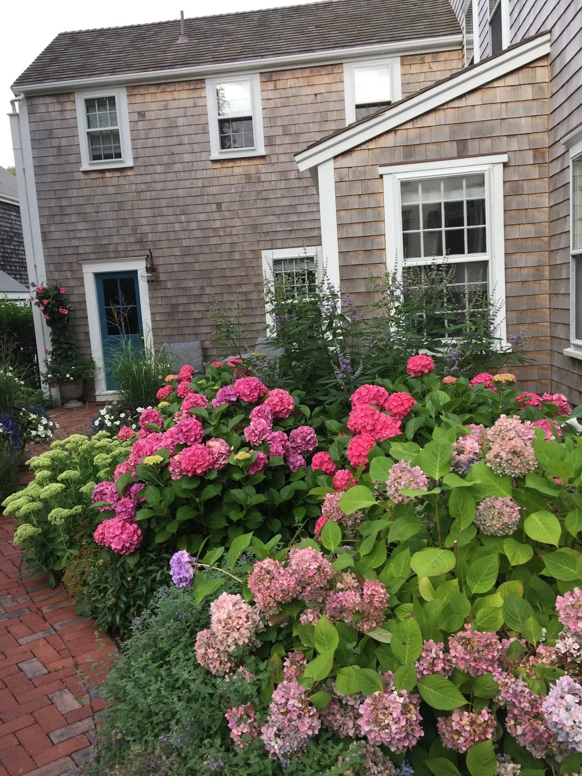 A shingled house behind a garden of pink hydrangeas