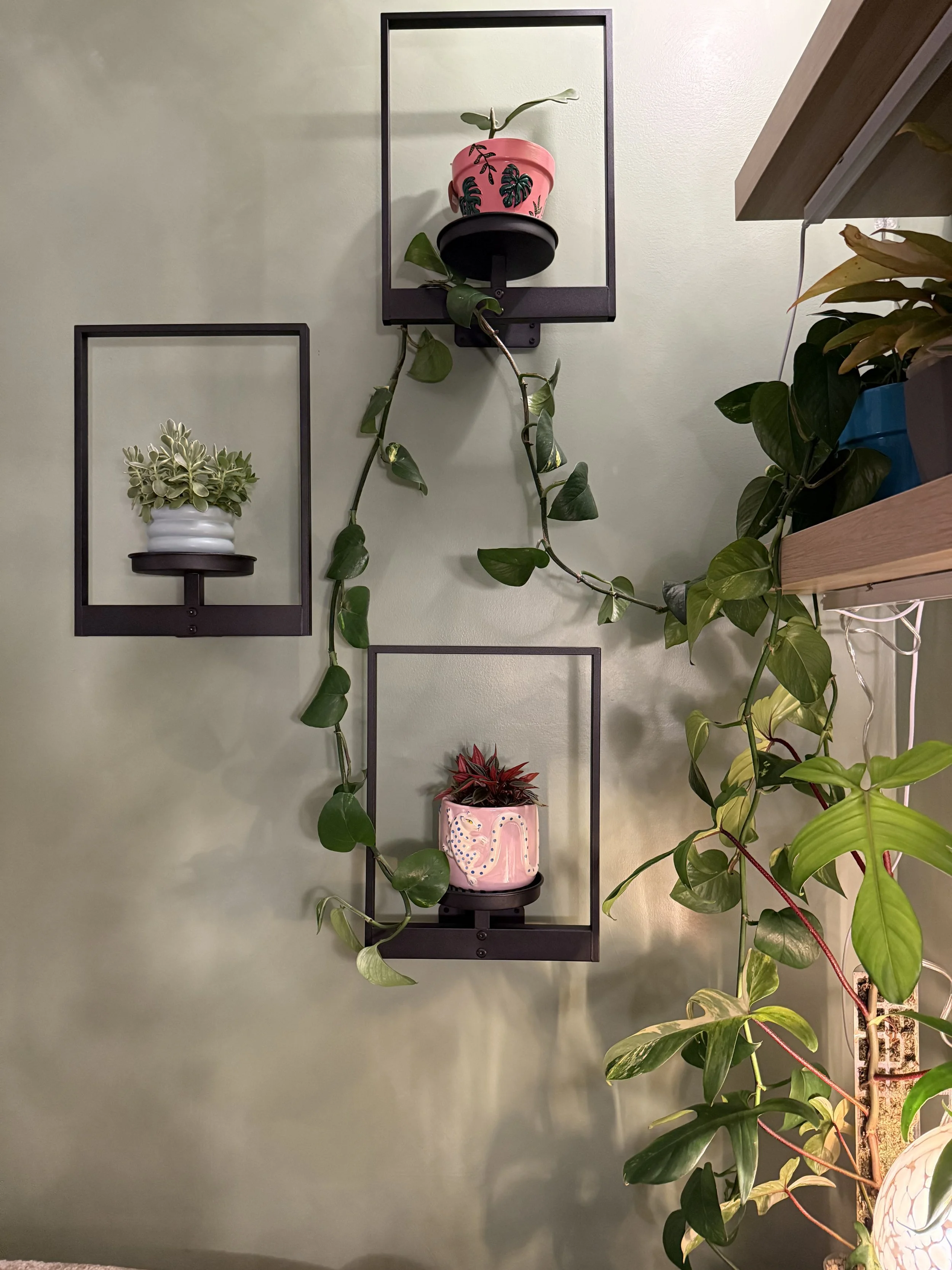 Plants and decor at BTC