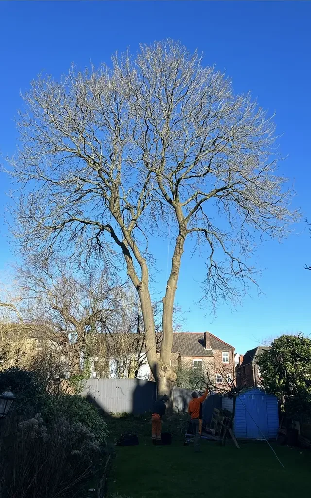 Tree reduction before
