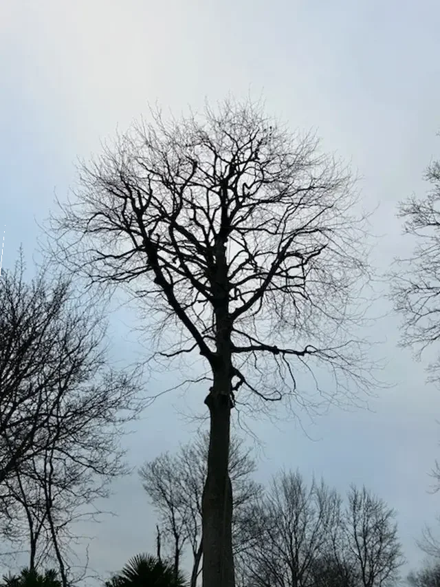 Tree reduction after