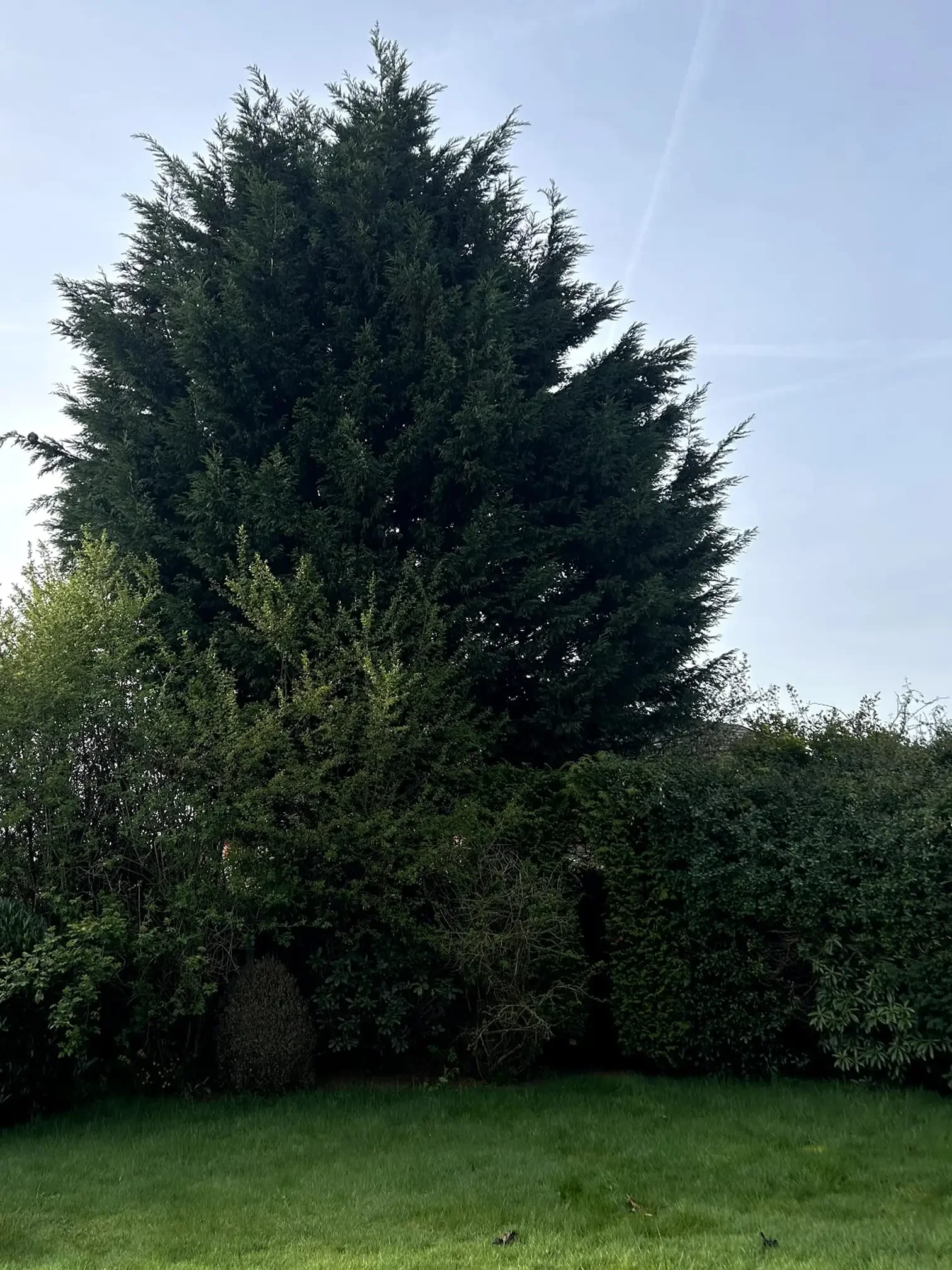 Tree removal before