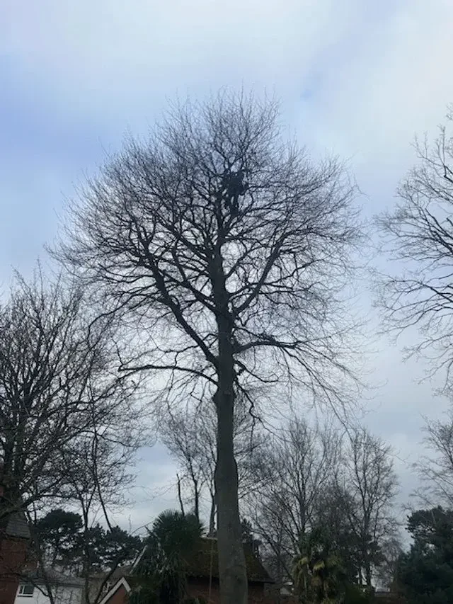 Tree reduction before