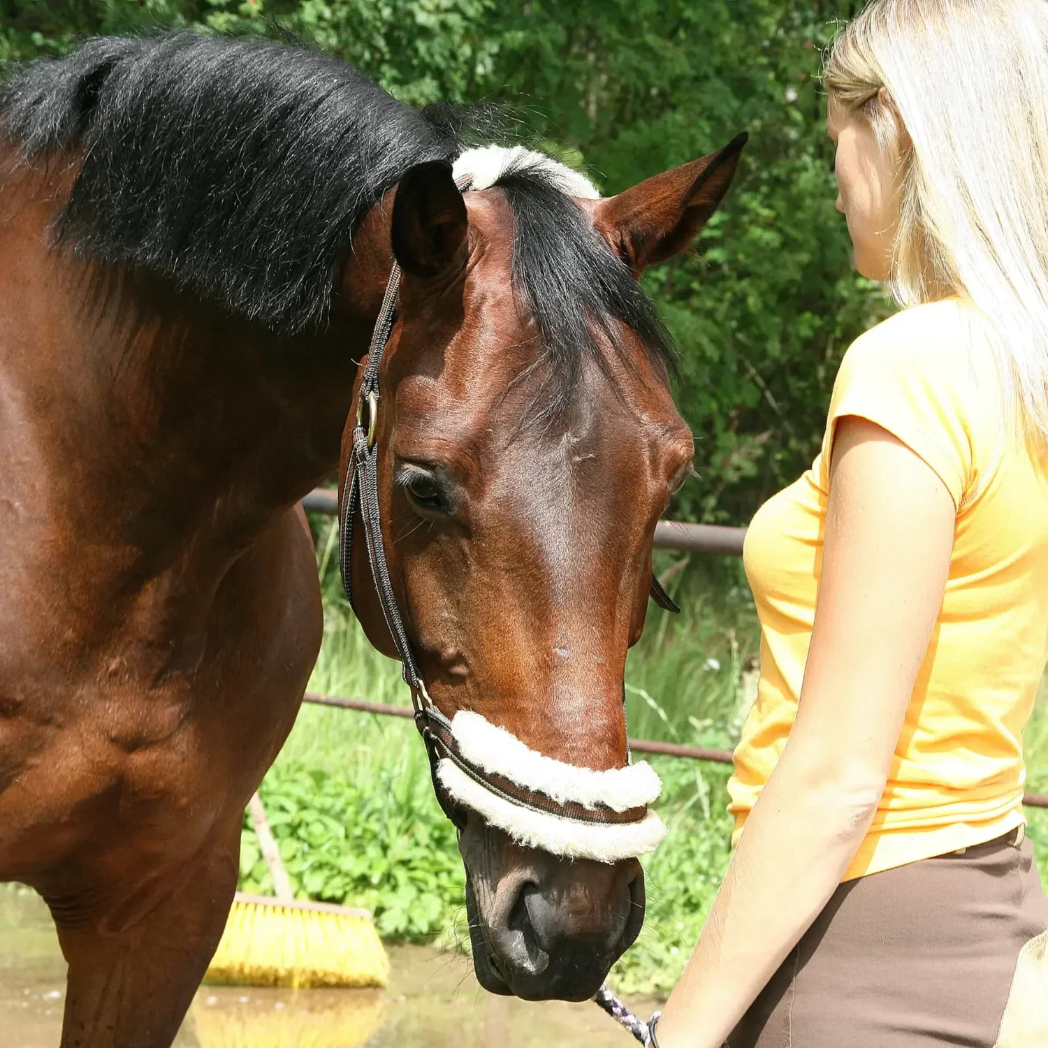 A horse standing calmly with its handler