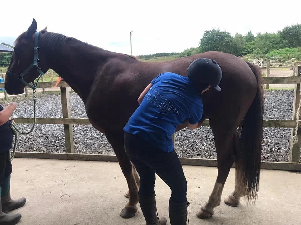 Harris Equine practical work with a horse in a calm, supported setting