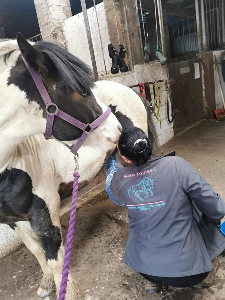 A Harris Equine practitioner providing an intimate health service