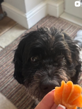Curly black dog