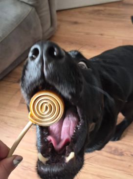 Happy dog with a treat
