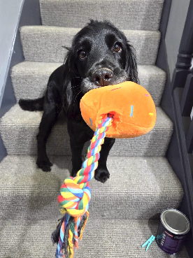 Spaniel with a rope toy