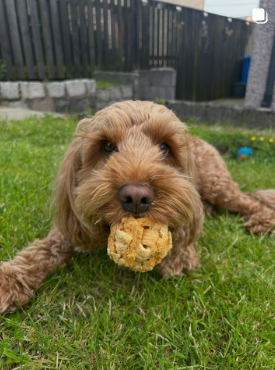 Cockapoo with a ball toy