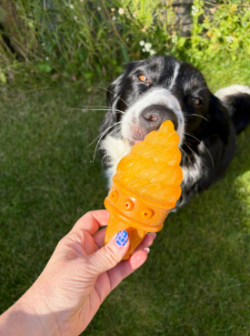 Collie enjoying an orange chew