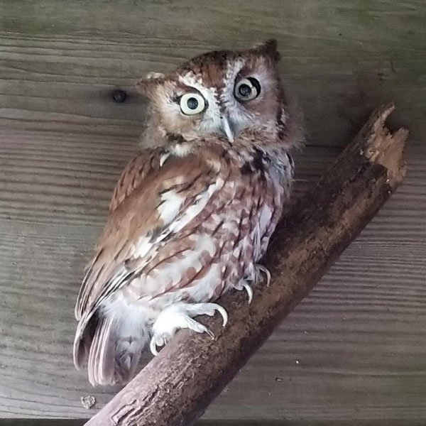 Arlene Of Humane Indiana Wildlife Center