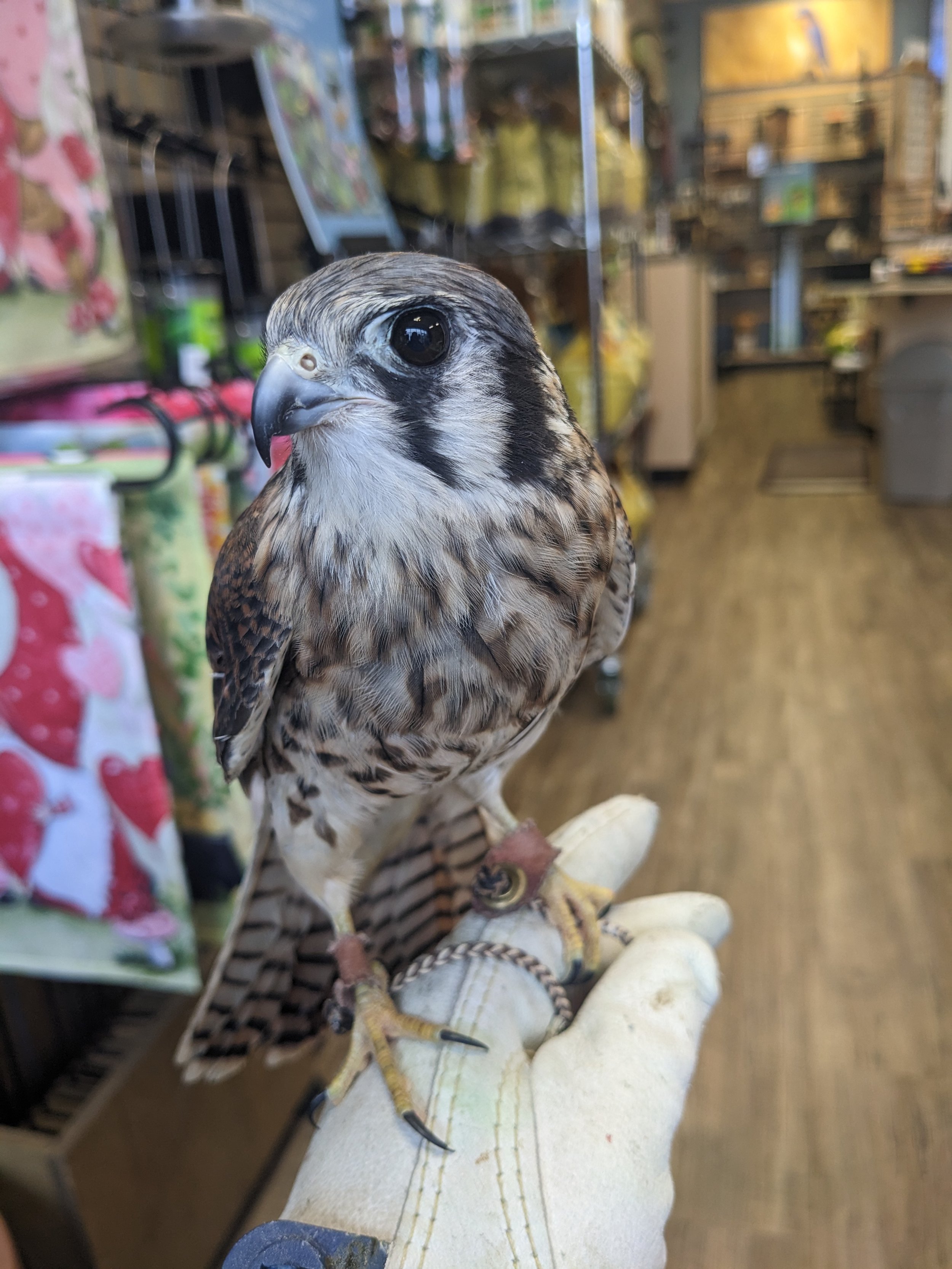 Artemis Of Humane Indiana Wildlife Center