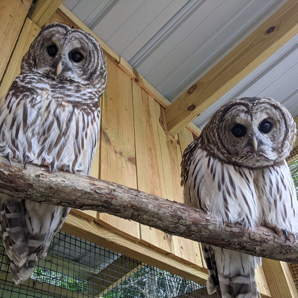 Dougal and Arya Of Humane Indiana Wildlife Center