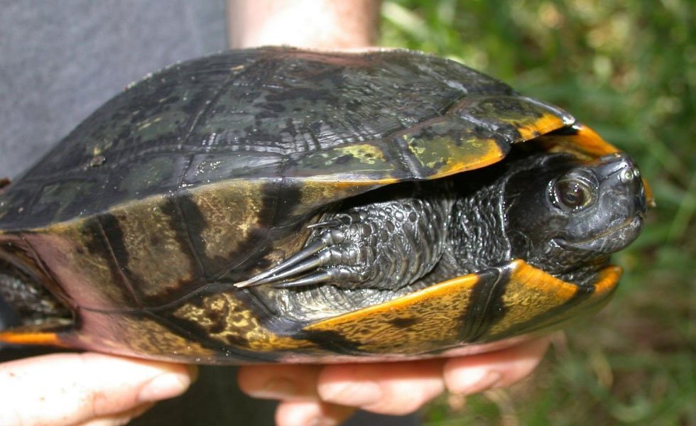 Yellow Bellied Sliders Of Humane Indiana Wildlife Center