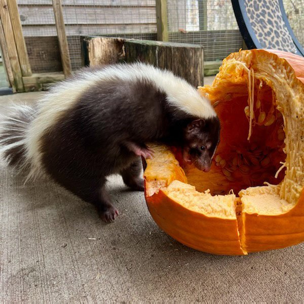 Oscar Of Humane Indiana Wildlife Center