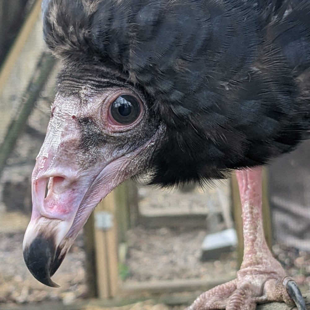 Ozzie Of Humane Indiana Wildlife Center