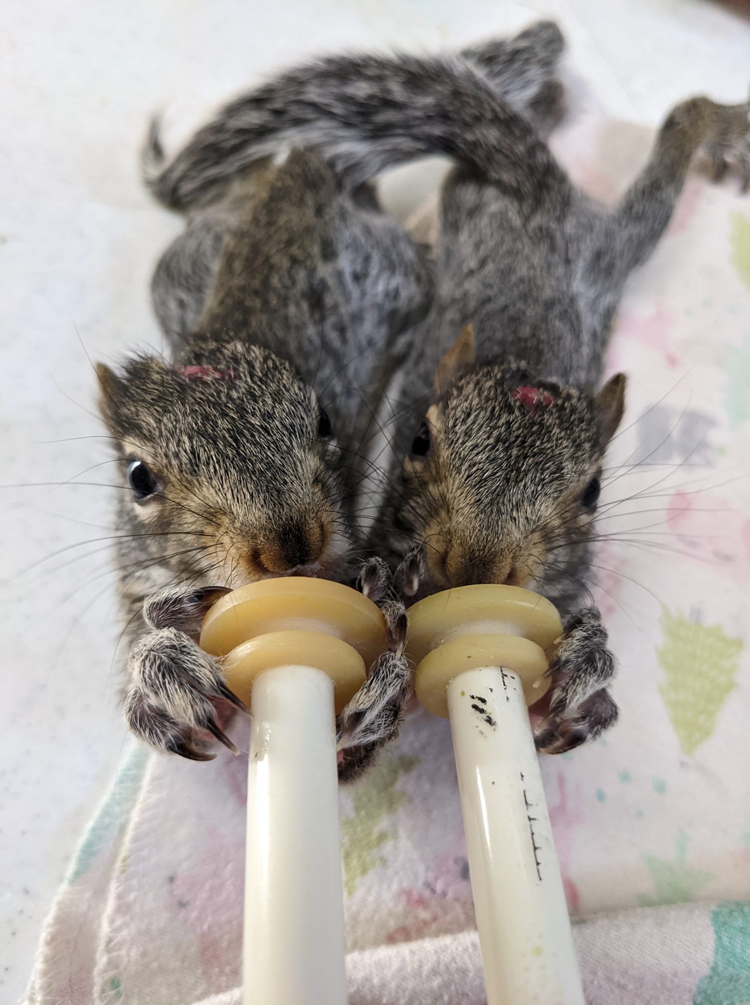 Squirrel being fed milk and wildlife rehabilitation