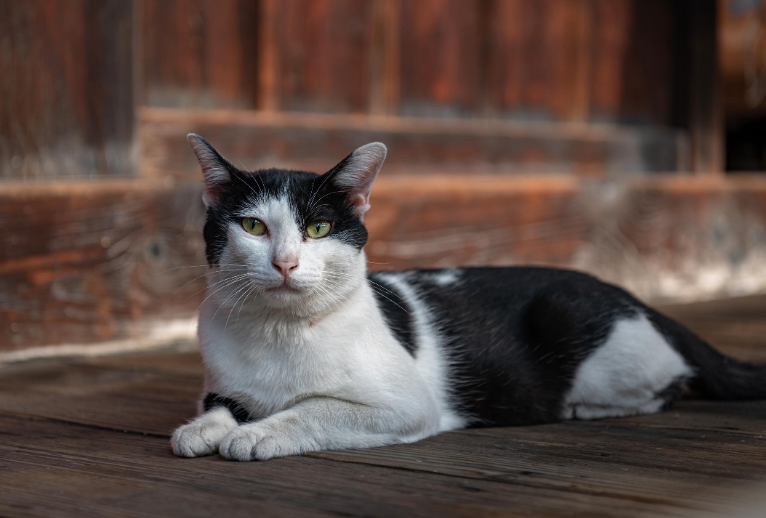 Humane Indiana Barn Kitties