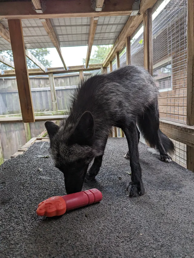 Loki Of Humane Indiana Wildlife Center