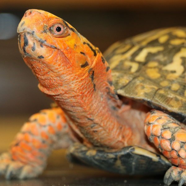 Carrot Of Humane Indiana Wildlife Center