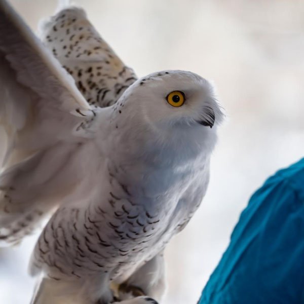 Owlfred Of Humane Indiana Wildlife Center