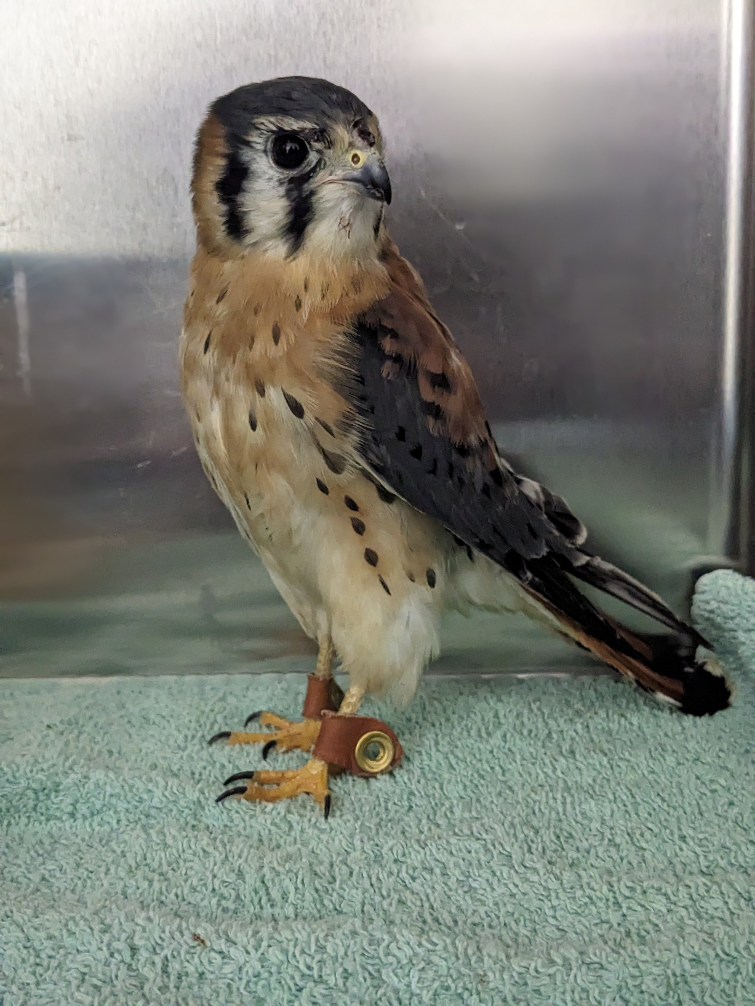 Apollo Of Humane Indiana Wildlife Center