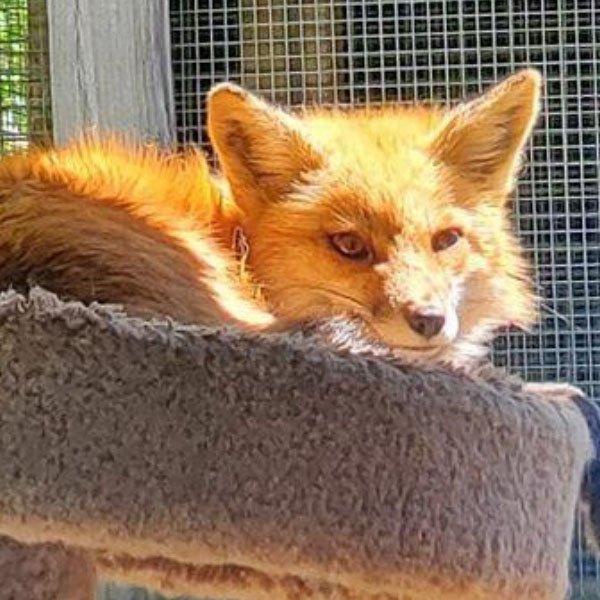 Bandicoot Of Humane Indiana Wildlife Center