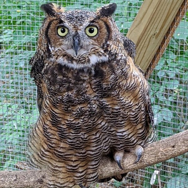 Errol Of Humane Indiana Wildlife Center