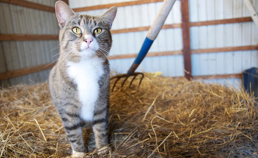 HUmane Indiana Barn Cat