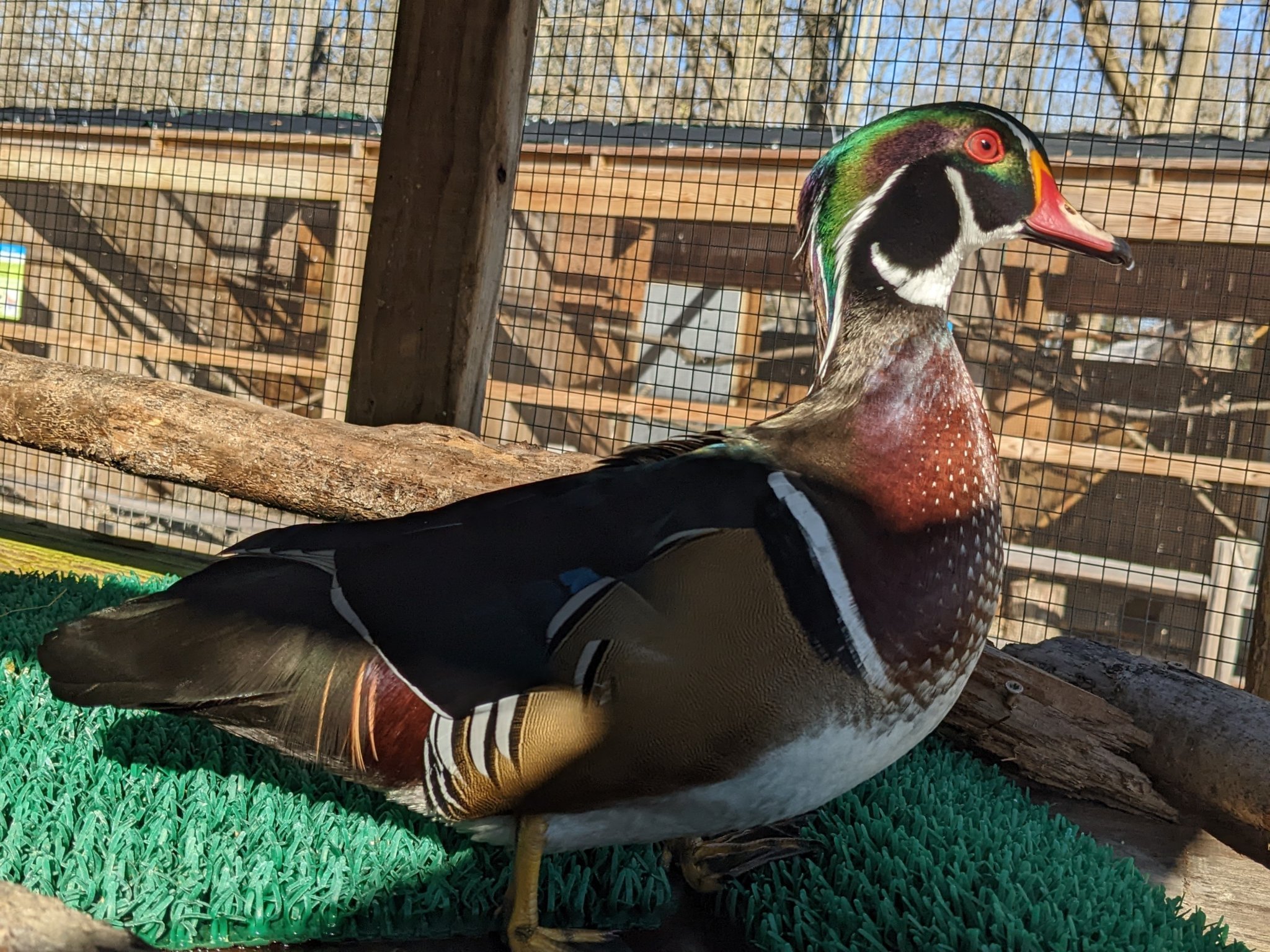 Karen Of Humane Indiana Wildlife Center