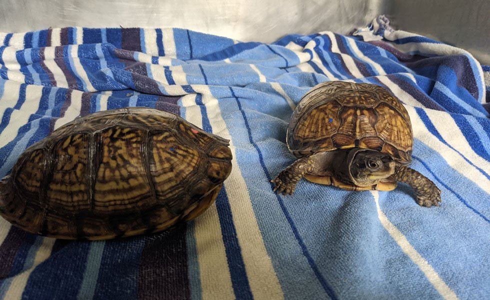 Eastern Box Turtles Of Humane Indiana Wildlife Center