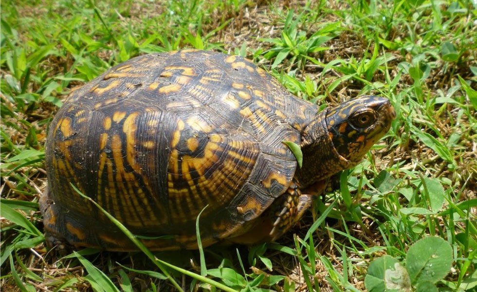Female Box Turtles Of Humane Indiana Wildlife Center