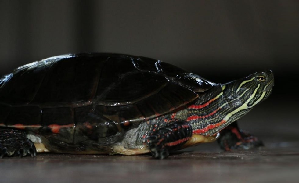 Painted Turtle Of Humane Indiana Wildlife Center