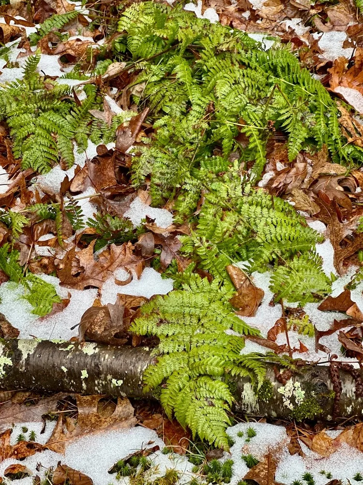 Bright green ferns growing through a light dusting of snow on a leaf-covered forest floor in Rhode Island.