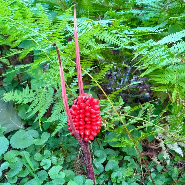 Cluster of bright red wild berries growing among green ferns in a Rhode Island forest