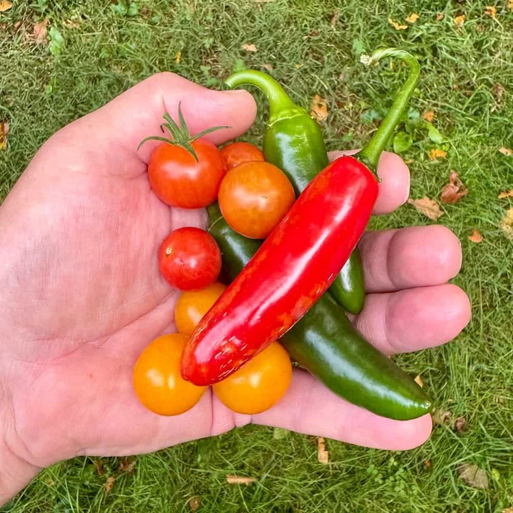 Freshly picked tomatoes and jalapeño peppers from a Rhode Island garden