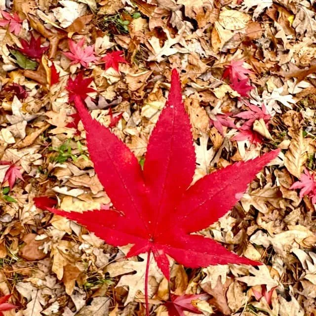 A single red maple leaf resting on fallen brown leaves in Scott Indermaur’s Rhode Island woodland property.