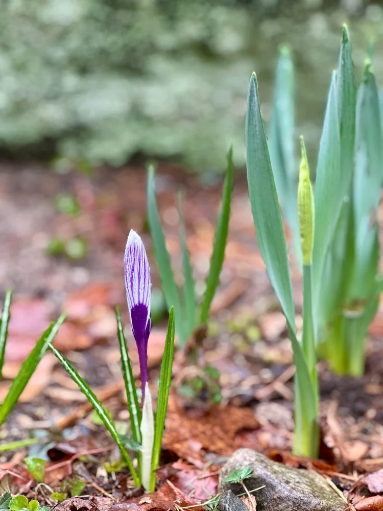 A close-up of a purple crocus flower emerging from the forest floor among green shoots, signaling the start of spring.
