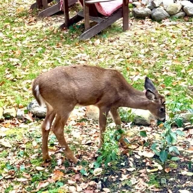 A deer grazing among fallen leaves near a cabin on Scott Indermaur’s Rhode Island woodland property.