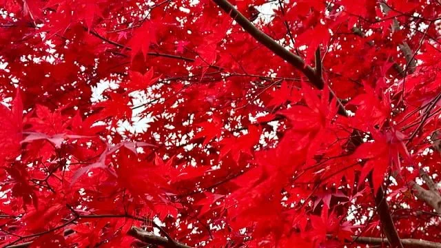 Bright red maple leaves glowing in autumn sunlight on Scott Indermaur’s Rhode Island woodland property.