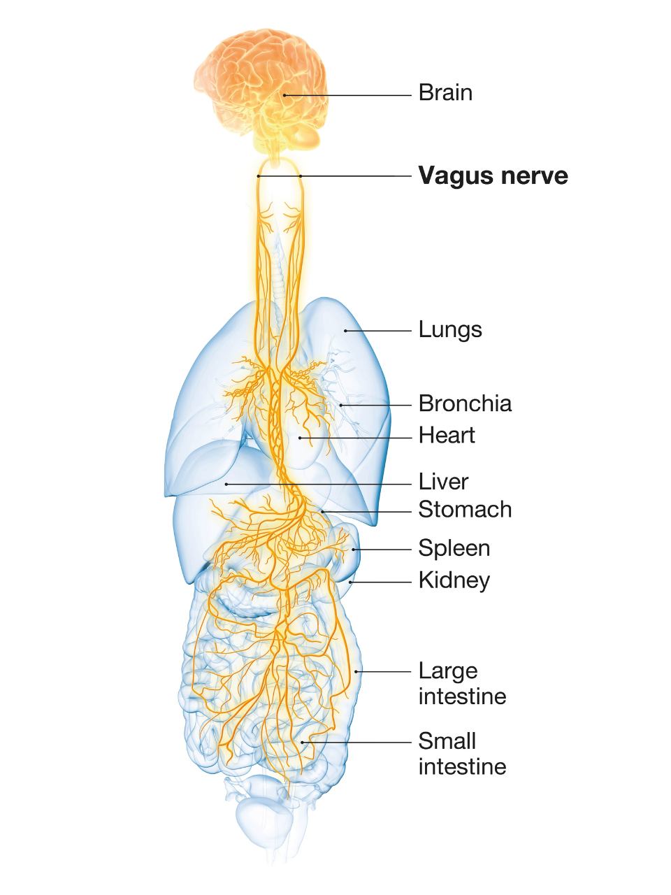 Neurobiological Systems