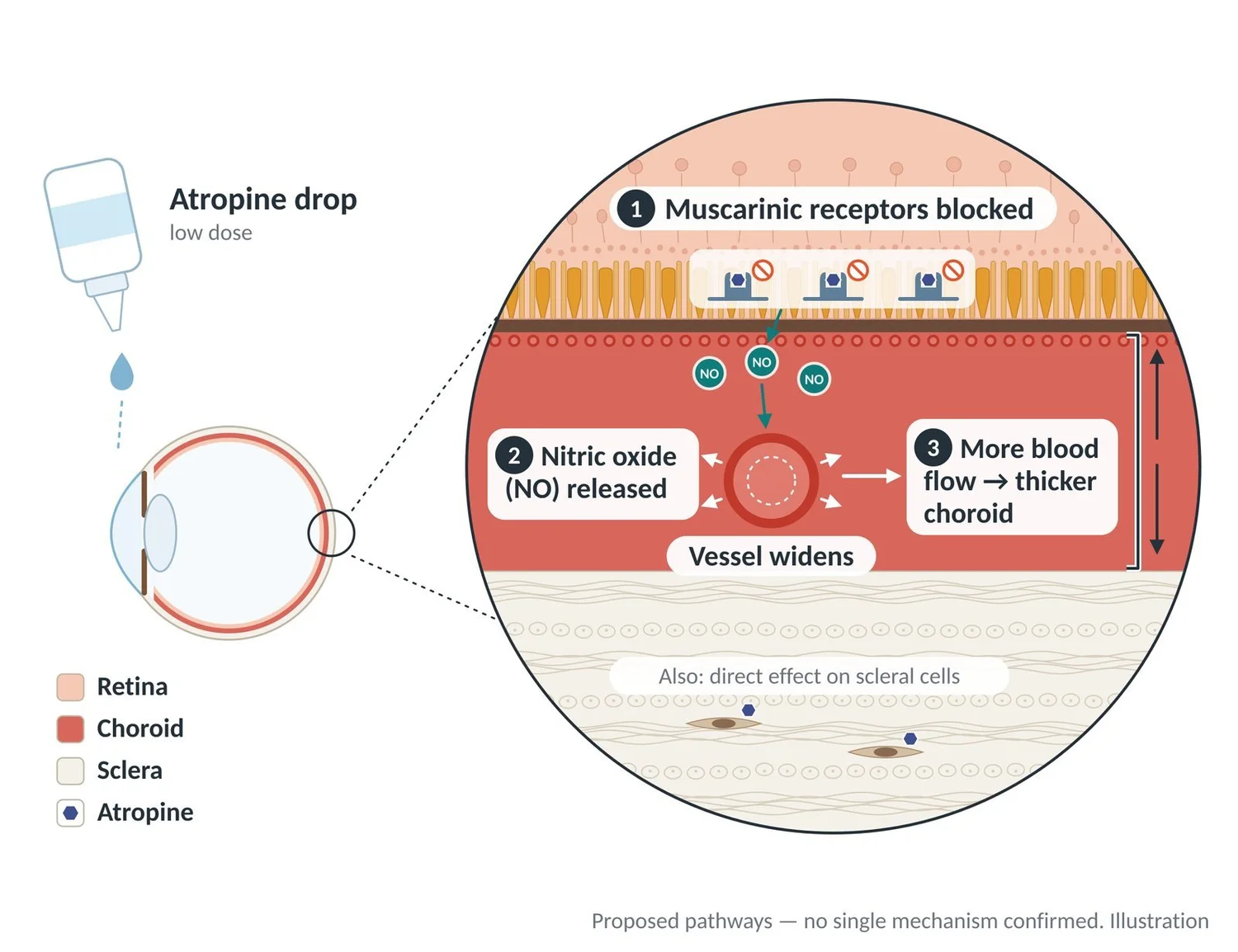 Atropine may block muscarinic receptors, release nitric oxide and increase choroid blood flow and thickness.