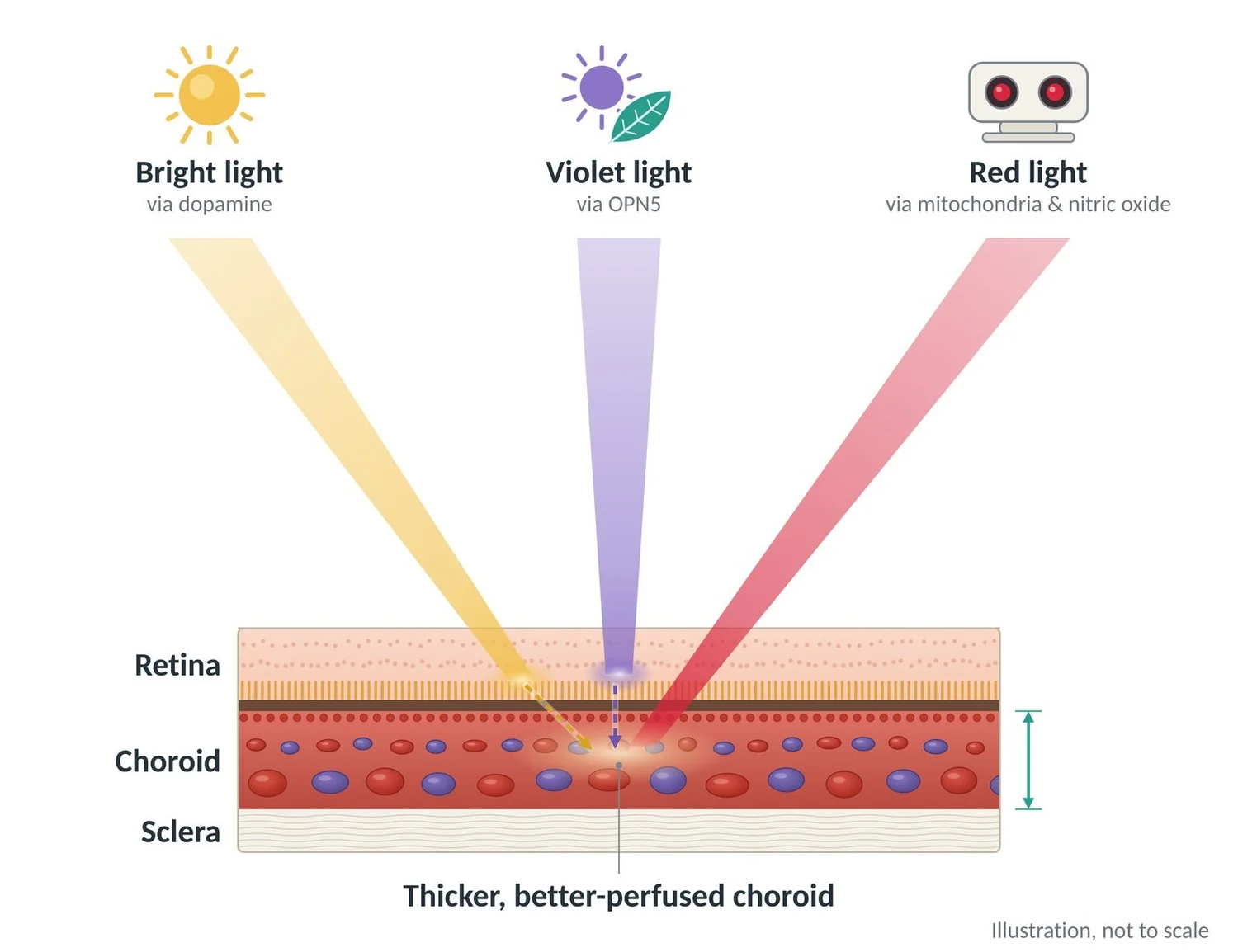 Bright light, violet light and red light each act on the choroid through different pathways.