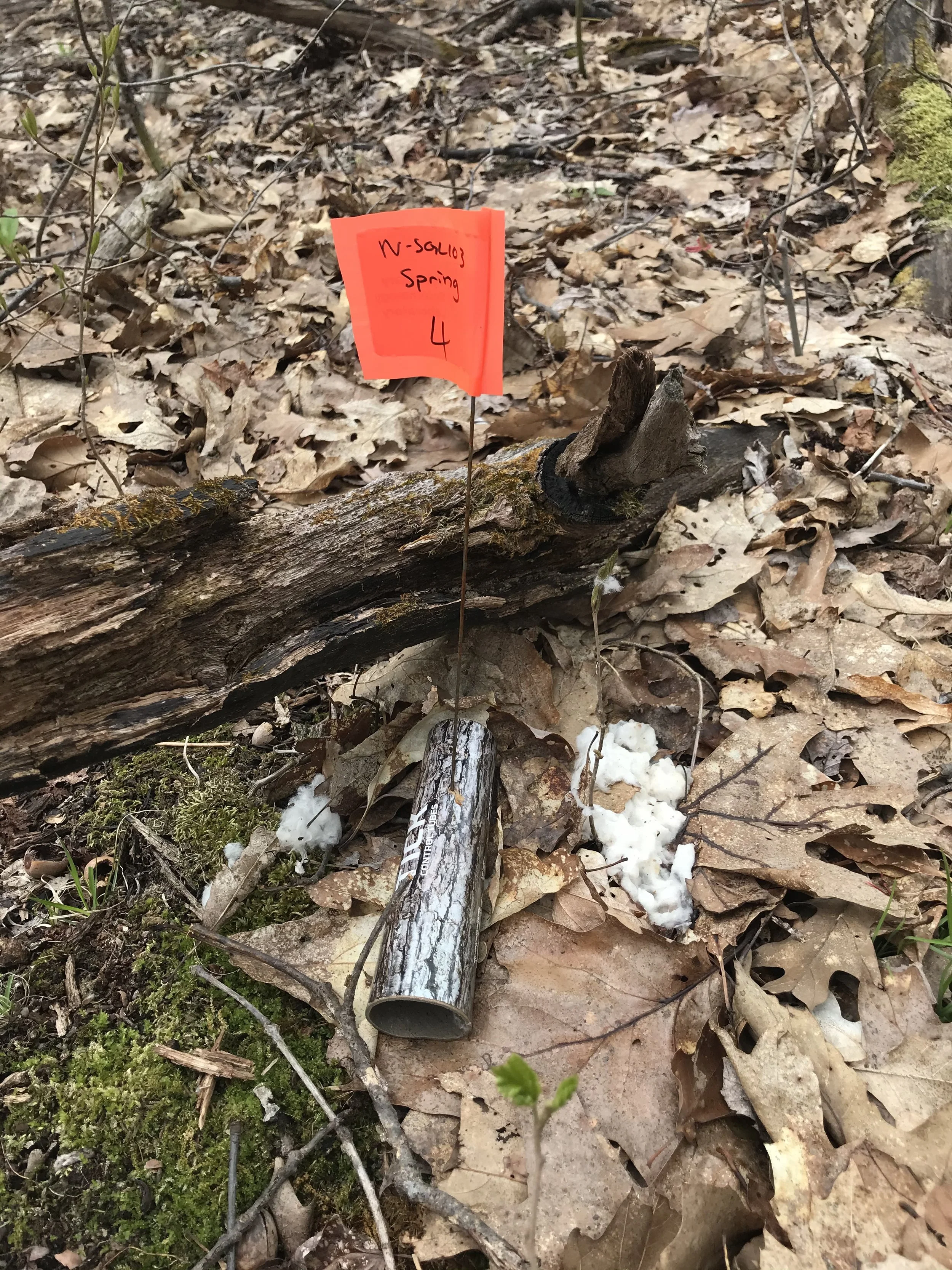 A deployed tick tube with cotton beside a marked survey flag in the forest
