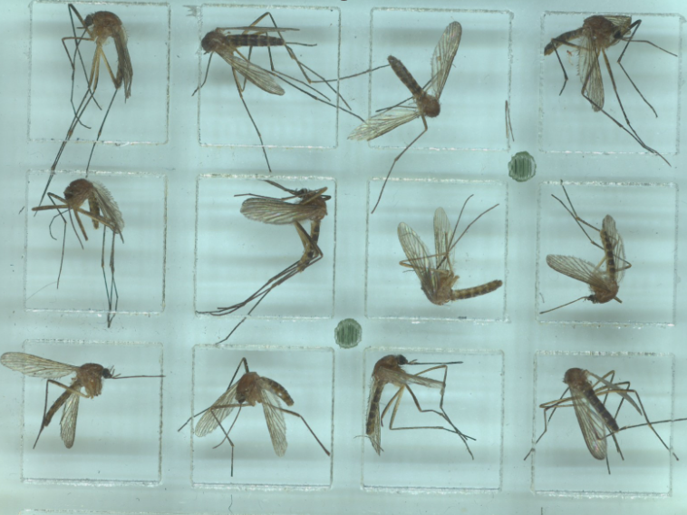 Mosquito specimens as seen through the Vectech IDX machine
