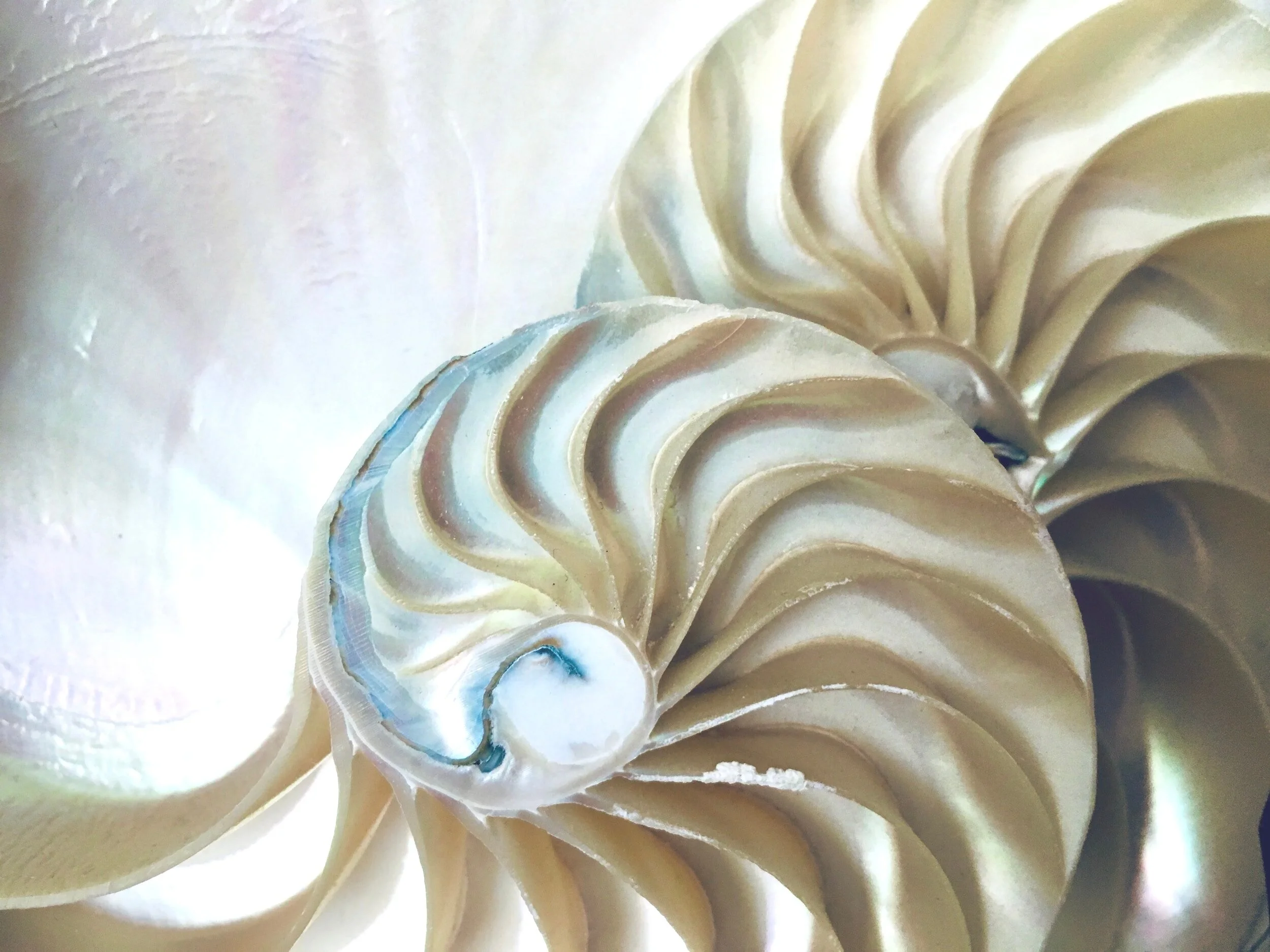 Nautilus shell