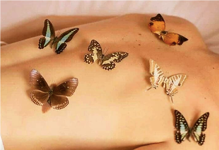 Butterflies perched on a bare back