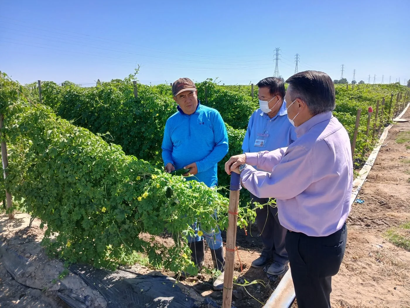 Farm tour attendees examining bitter melon vines in the field