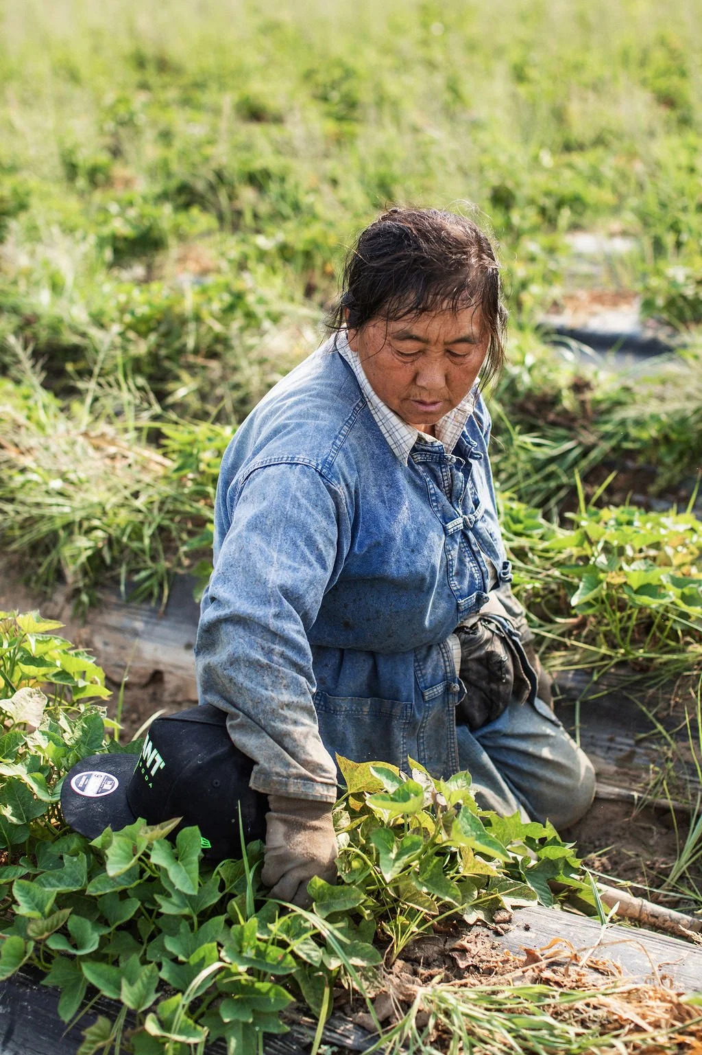 A Hmong farmer kneeling in a field, tending to sweet potato plants