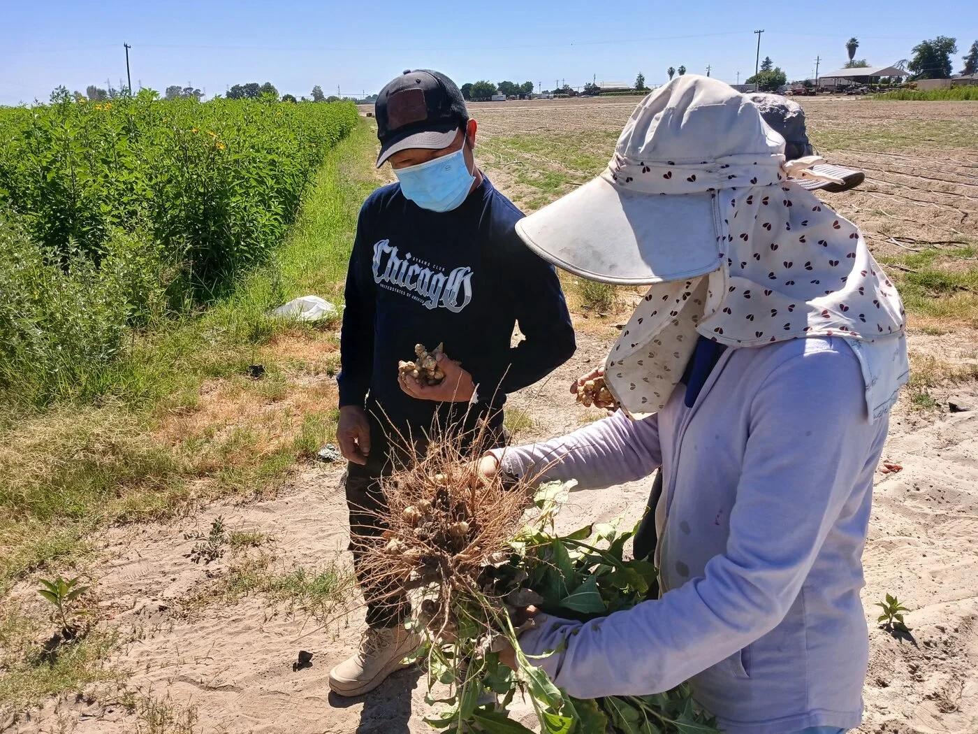 Farm tour attendees examining freshly harvested root crops
